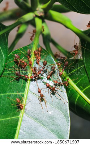 Red weaver ants teamwork, Red ants teamwork. Concept of teamwork together. Ant action standing.