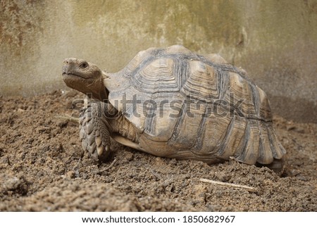 Close up African spurred tortoise resting in the garden, Slow life ,Africa spurred tortoise sunbathe on ground with his protective shell ,Beautiful Tortoise