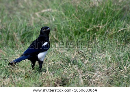The Eurasian magpie (Pica pica) is a resident breeding bird throughout the northern part of the Eurasian continent.