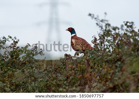 A cock pheasant stands proud on a fence                              