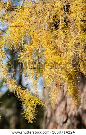 yellow autumn branches of the larch plant