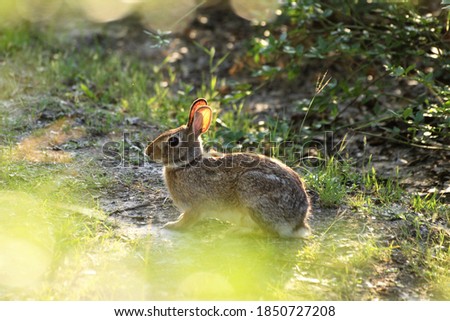An Eastern Cottontail sitting on the grass, Texas, USA. Close up photo of a small wild rabbit in a grassy plain in Texas.
