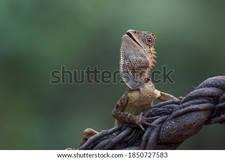 Female forest dragon ( Gonocephalus chamaeleontinus ) in defensive mode
