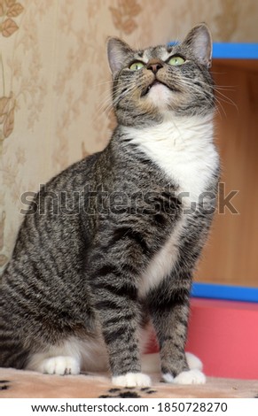 striped with white beautiful domestic cat