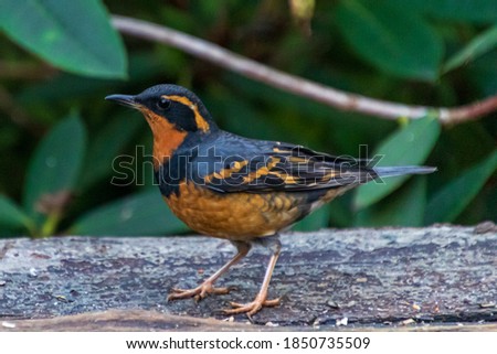 Varied Thrush, beautiful small sized bird Royalty-Free Stock Photo #1850735509