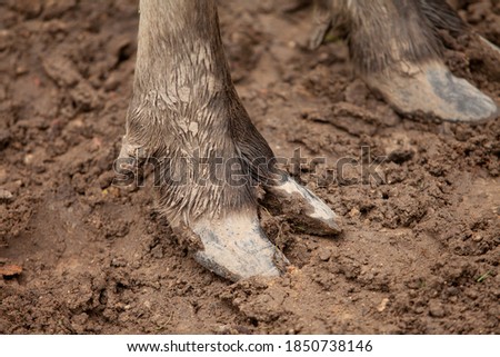 Detail of deer leg. Animal' legs in the mud. European nature. Detail of deer leg. 