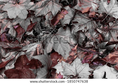 red and black fallen leaves in the middle of autumn. artistic photography