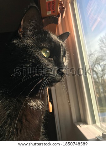 Black cat staring out the window on a nice day