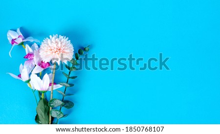 White Chrysanthemum morifolium flower on blue background