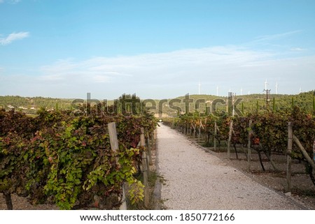 Vineyard in october. Bunches of grapes on branches. Close up, copy space, background.