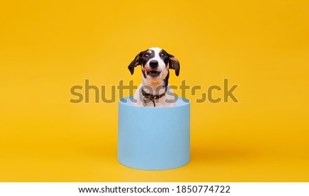 Portraite of fluffy puppy of Jack Russell Terrier. Little smiling dog sitting in blue gift box on bright trendy yellow background.