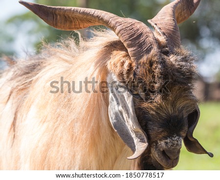 Portrait of a Anglo Nubian male goat
