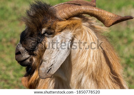 Portrait of a Anglo Nubian male goat