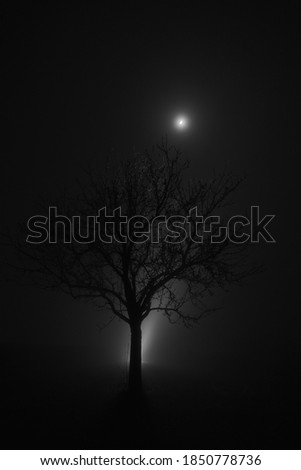 Winter tree in magical atmosphere with fog an moon shine