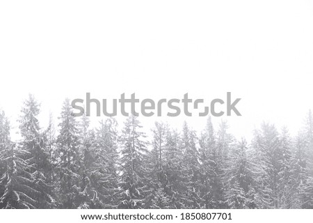 Snow-covered tops of fir trees against a gray misty sky. Winter seasonal nature background