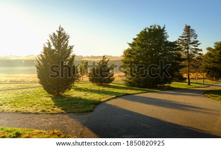 Pine Trees with Long Shadows in Foggy Autumn Meadow with Paved Walking Path