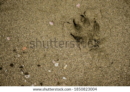 dogs footprint on sand beach Royalty-Free Stock Photo #1850823004