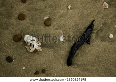 beach pattern rocks and wood on sand Royalty-Free Stock Photo #1850824198