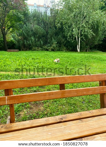 Jack Russell Terrier Puppy Laying Down on the Grass in a Garden on a Sunny Day