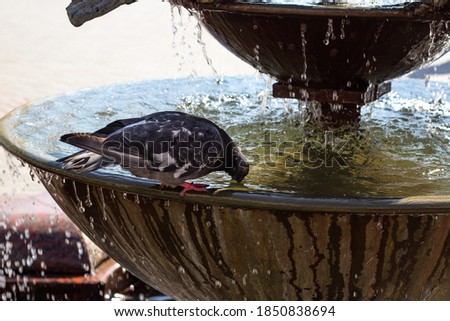 A dove sits in a fountain and drinks water. Water is pouring.