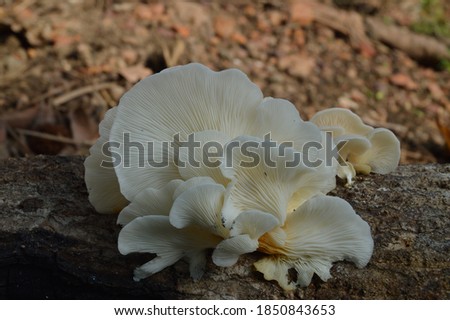 white mushrooms on the dead tree