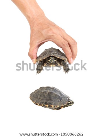 Small turtle in male hand for release freedom isolated on white with clipping path