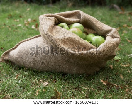 The fresh green apples in a gunny sack in the garden Royalty-Free Stock Photo #1850874103