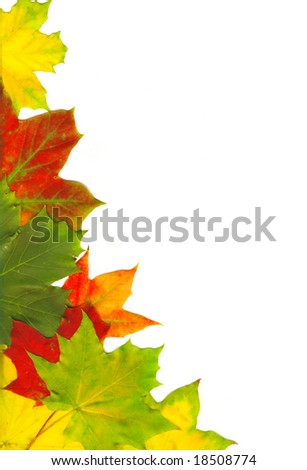 Red autumn leaves isolated on white, high quality picture with Clipping Path