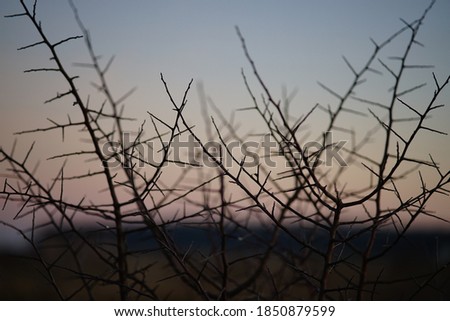 A closeup shot of dry plants and branches in a field
