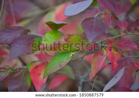 Brightly colored autumn leaves, turning from green to a deep red.