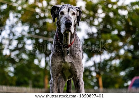 Big Great Dane dog standing tall