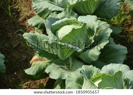 Growing Organic Green Cabbages on field in nature in the morning sunrise
