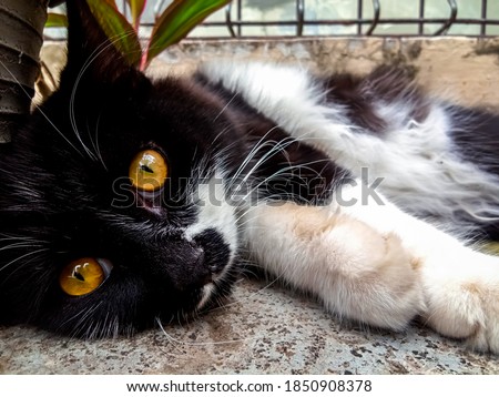 cute black cat is looking at the camera while relaxing