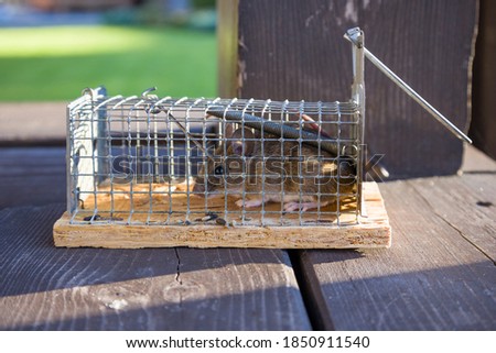 Mouse in mousetrap, rat cage on natural background. Rodent and pest control concept.