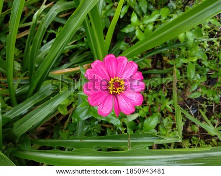 Zinnia peruviana or youth and old age flower or 'bunga kertas' in Indonesian language is a kind of shrubs flower. It has many colours (pink, mirabella, yellow, purple, red, orange, etc.). 