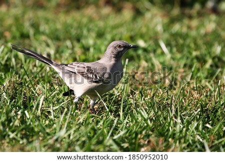 Cute Northern Mockingbird foraging for food