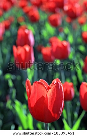 Background with bright red tulips closeup