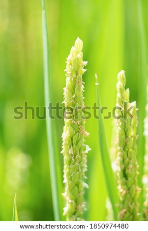 close up of rice flowering in the field