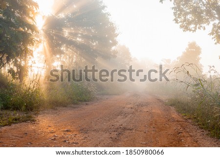 Forest trail golden sunrise rays with foggy morning mist 