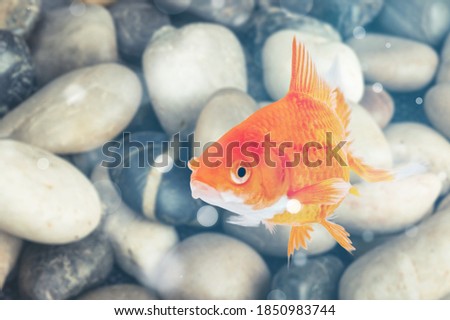 Beautiful fish swimming in freshwater aquarium.