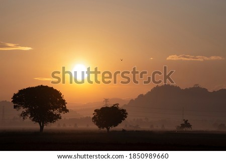 In the red light of the sunrise, two big trees are in the open area,  the trees form a silhouette in the morning light, creating a strong contrast in the picture