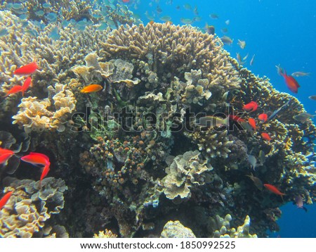 Photo of a coral reef with several small fish swimming around it in Bali, Indonesia.