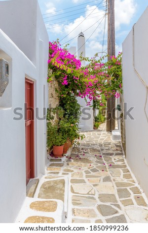 Picturesque alley in Prodromos Paros greek island with a full blooming bougainvillea !! Whitewashed traditional houses with blue door  and flowers all over !!!