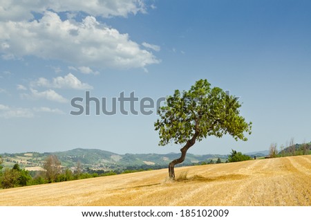 A single tree on a field in the countryside in summer, with a copy space on the sky
