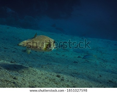 white spotted puffer fish flows over sandy sea bottom while diving