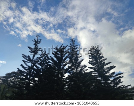 silhouette of pine trees with blue sky as background.