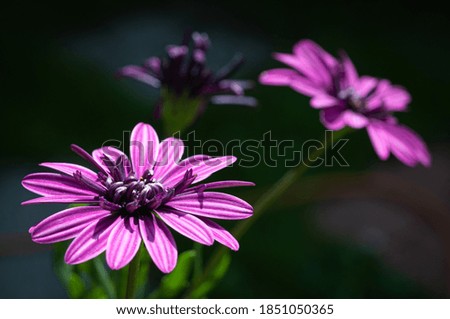  close up purple daisy flower