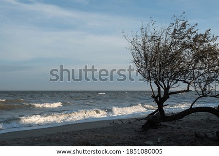 Lonely tree in a strong storm on the sandy beach of the Azov Sea.