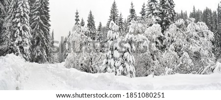 Winter landscape with road in of fir tree forest in snow after snowfall