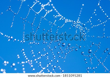 Spider web with water drops on blue background
